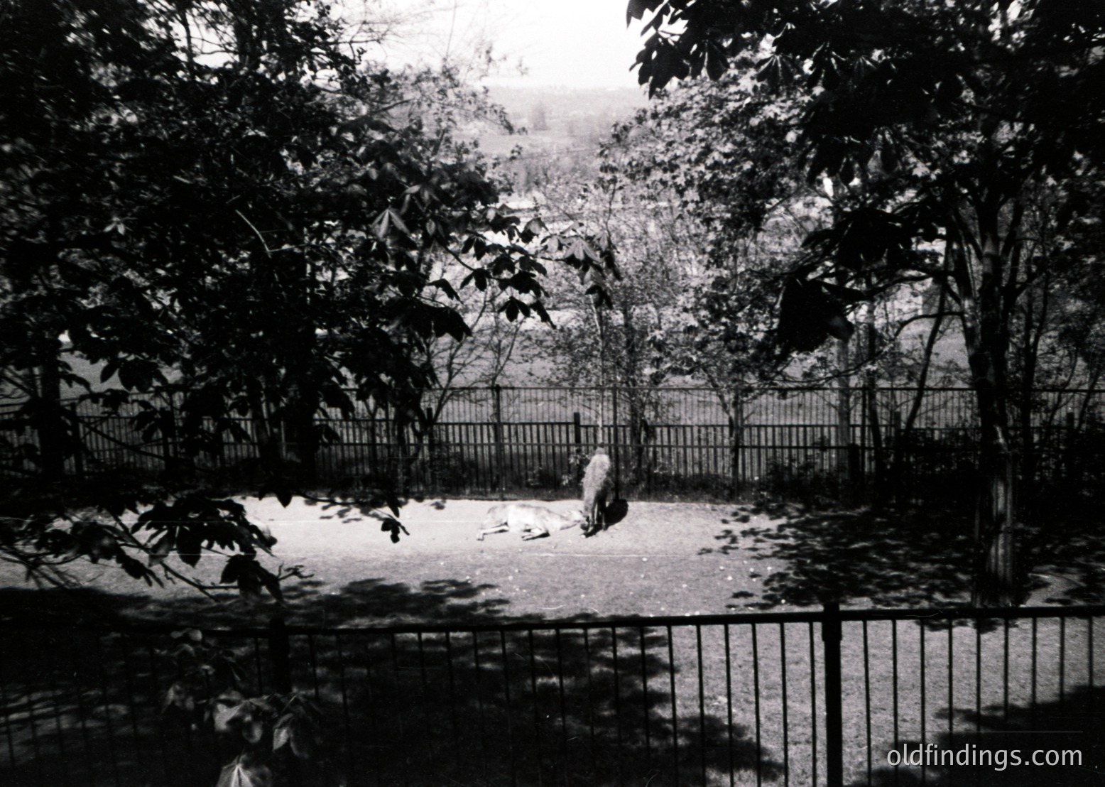 Black-and-white shot of a lone figure seated on a low wall in a shaded courtyard, surrounded by dense foliage. The scene evokes mid-20th century urban tranquility, possibly Eastern Europe.