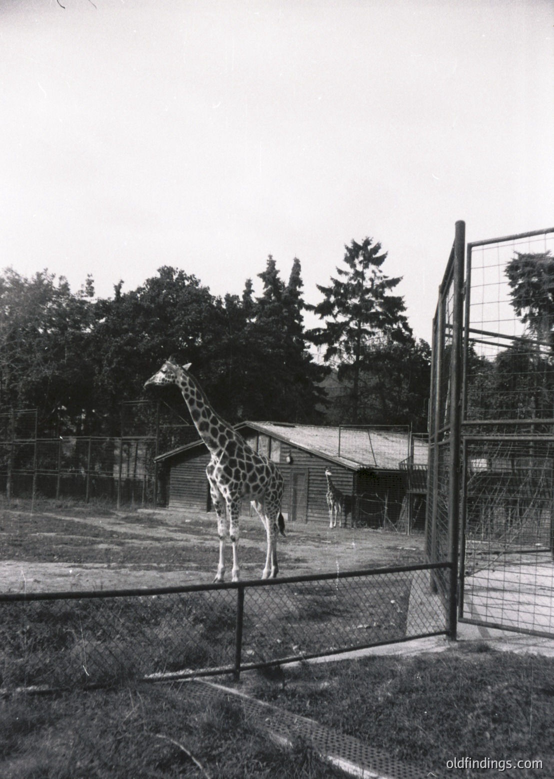 Mid-20th century zoo enclosure featuring a giraffe standing near a wooden shelter. Fenced area with chain-link barriers and gravel ground. Lush greenery and trees in background. Classic black-and-white photography style.