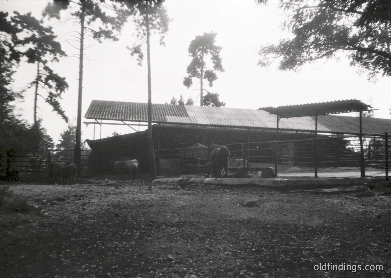 Rural barn with corrugated metal roof, surrounded by fenced livestock pens. Two horses and cattle graze under shelter. Dense forest of tall trees frames the scene. Likely early-to-mid 20th century agricultural setting.
