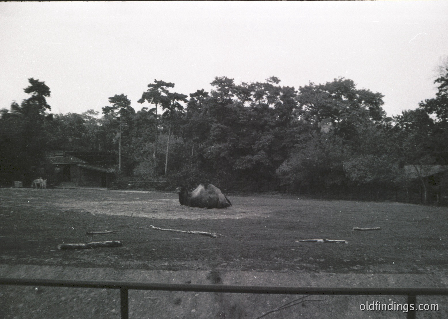Black-and-white shot of a lone elephant resting in an open, wooded area, likely a sanctuary or reserve. Dense forest and scattered logs frame the scene. Mid-20th century vintage, possibly Southeast Asia.