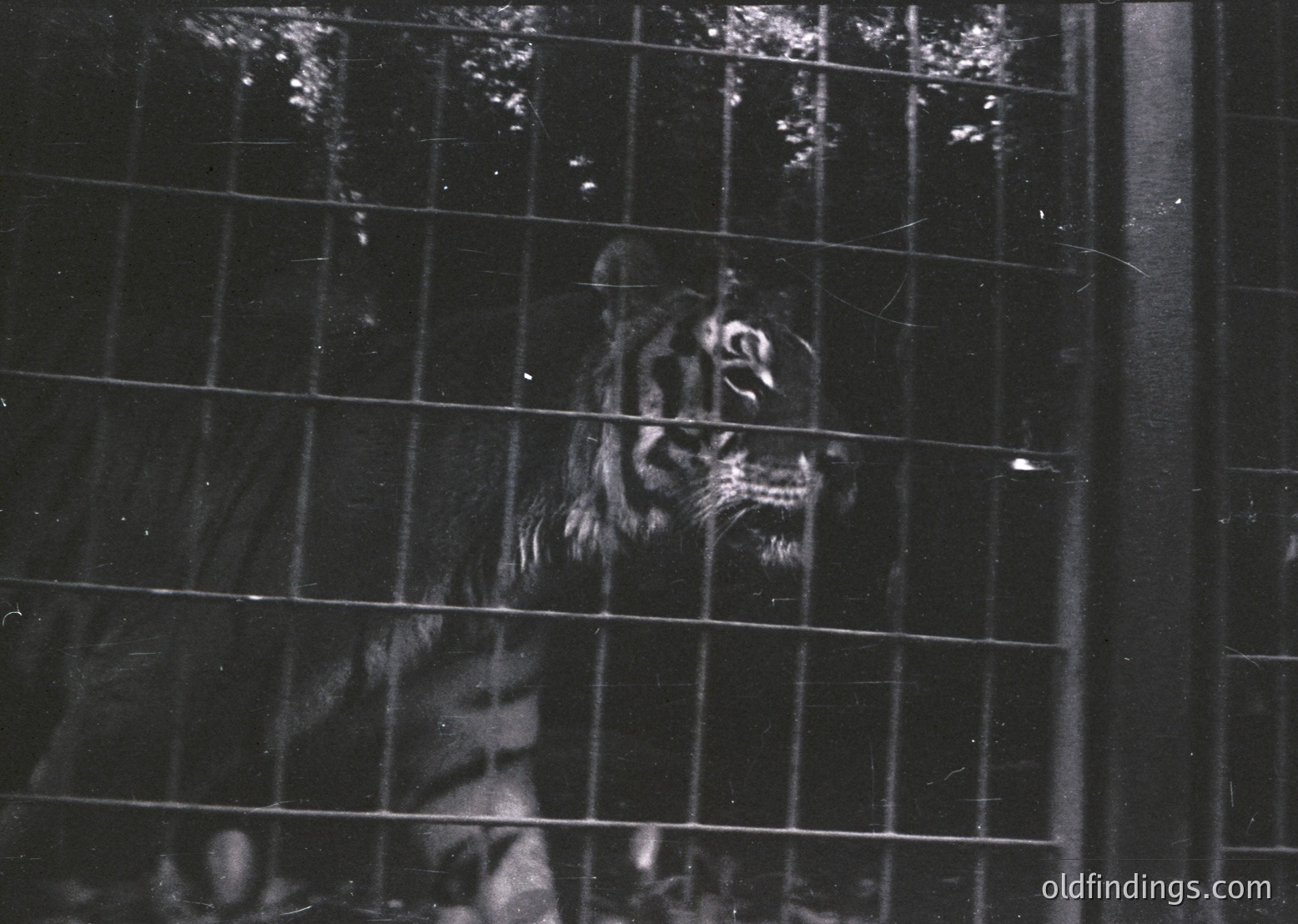 Black-and-white shot of a tiger in a confined metal cage, framed by vertical bars. The animal’s head and upper body dominate the frame, with a reflective surface (likely glass) between viewer and subject. Style suggests vintage or archival photography, possibly mid-20th century. Ideal for historical research on wildlife conservation or zoos.