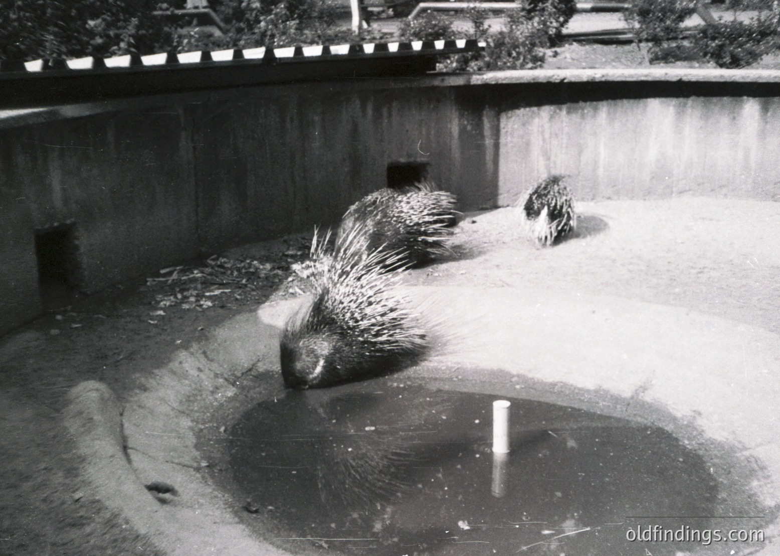 Two porcupines in a shallow, circular watering hole, likely in a zoo or wildlife enclosure. Distinctive quills and muddy surroundings suggest a mid-20th century setting.