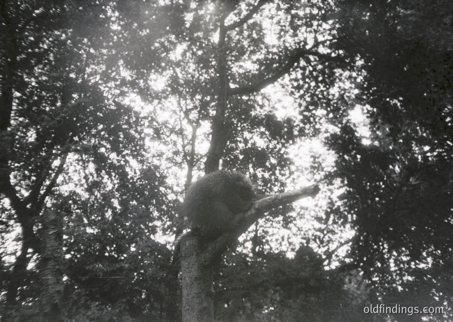 Silhouetted figure standing beneath dense forest canopy, backlit by sunlight filtering through leaves. Black-and-white composition highlights natural light play. Likely mid-20th century due to grain and contrast.
