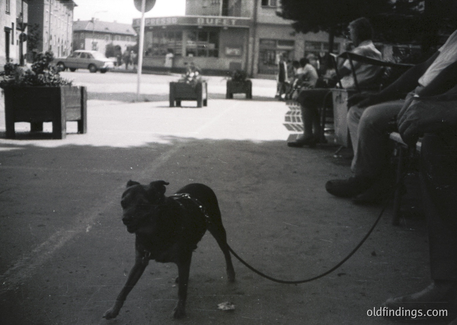 Black-and-white street scene featuring a small dog on a leash in the foreground, mid-stride on a paved area. Background shows blurred pedestrians seated on benches, a vintage car, and mid-century commercial buildings with signage. Likely urban setting, 1950s–1970s.