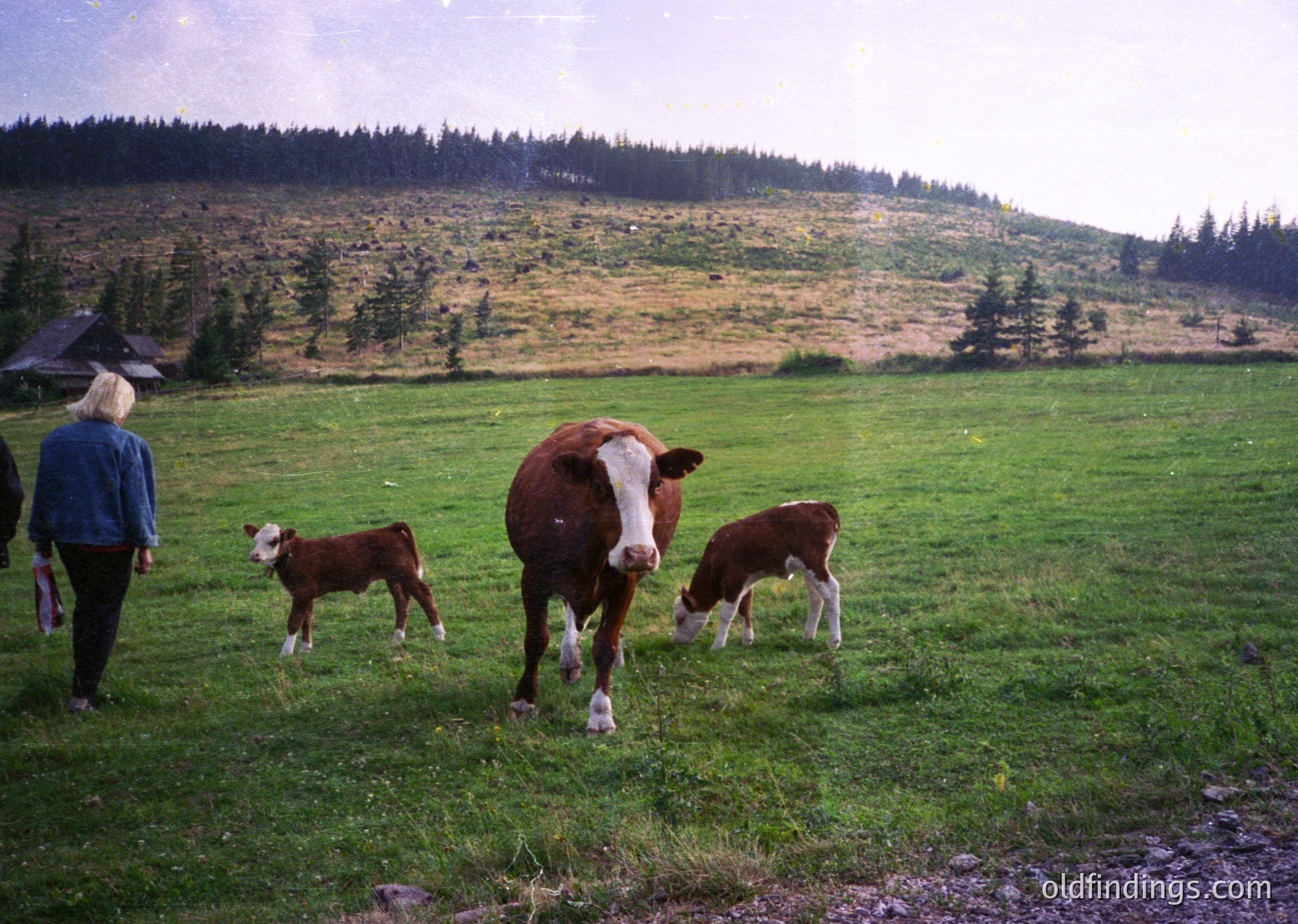 Pastoral scene featuring three cows—two calves and an adult—grazing in a lush green meadow. A person in a blue jacket stands near a stone path, framed by forested hills under overcast skies. Likely European alpine region, mid-20th century.