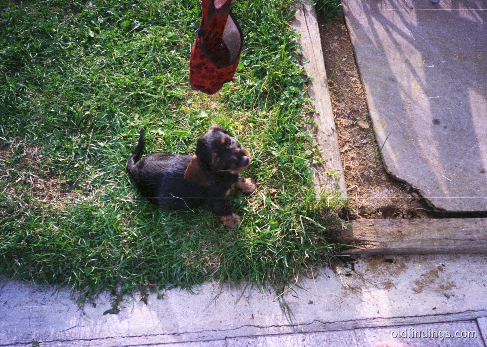 Cute black-and-tan puppy exploring grassy lawn near concrete curb. Red sneaker with white stripes hovers above, suggesting playful interaction. Urban residential setting with paved sidewalk. Ideal for pet lifestyle, candid moments, or stock imagery.