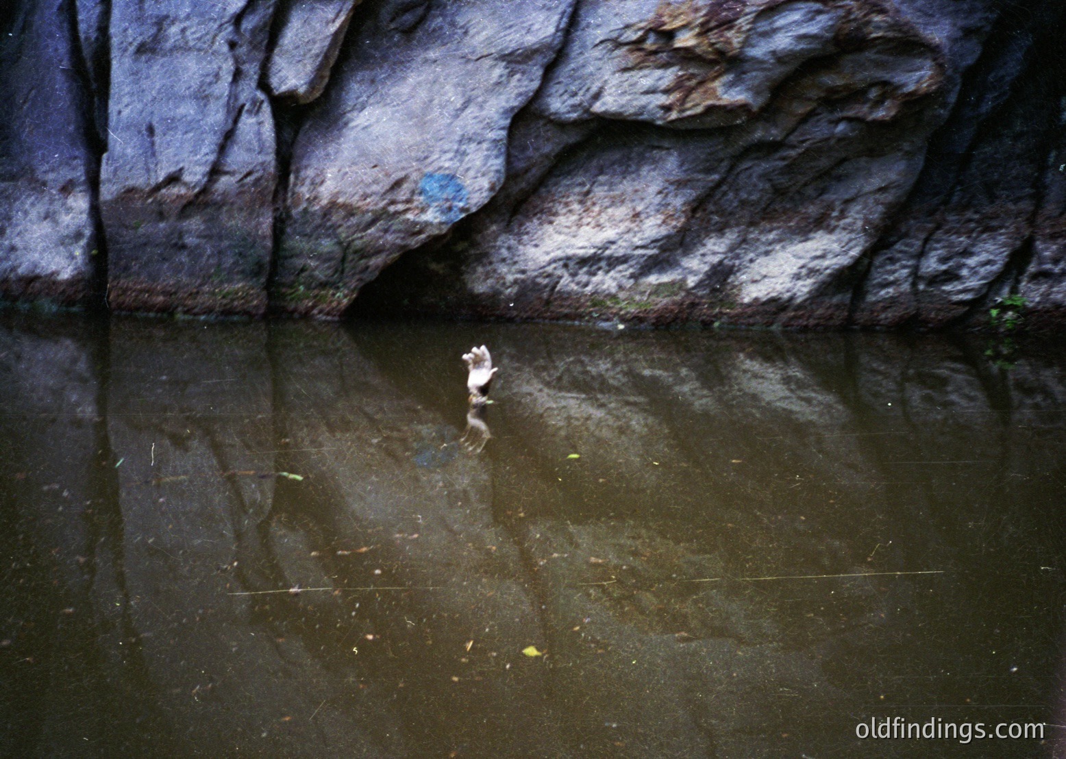 A lone duck stands poised in shallow, reflective water beneath jagged, overhanging rock formations. The scene evokes natural tranquility and isolation.