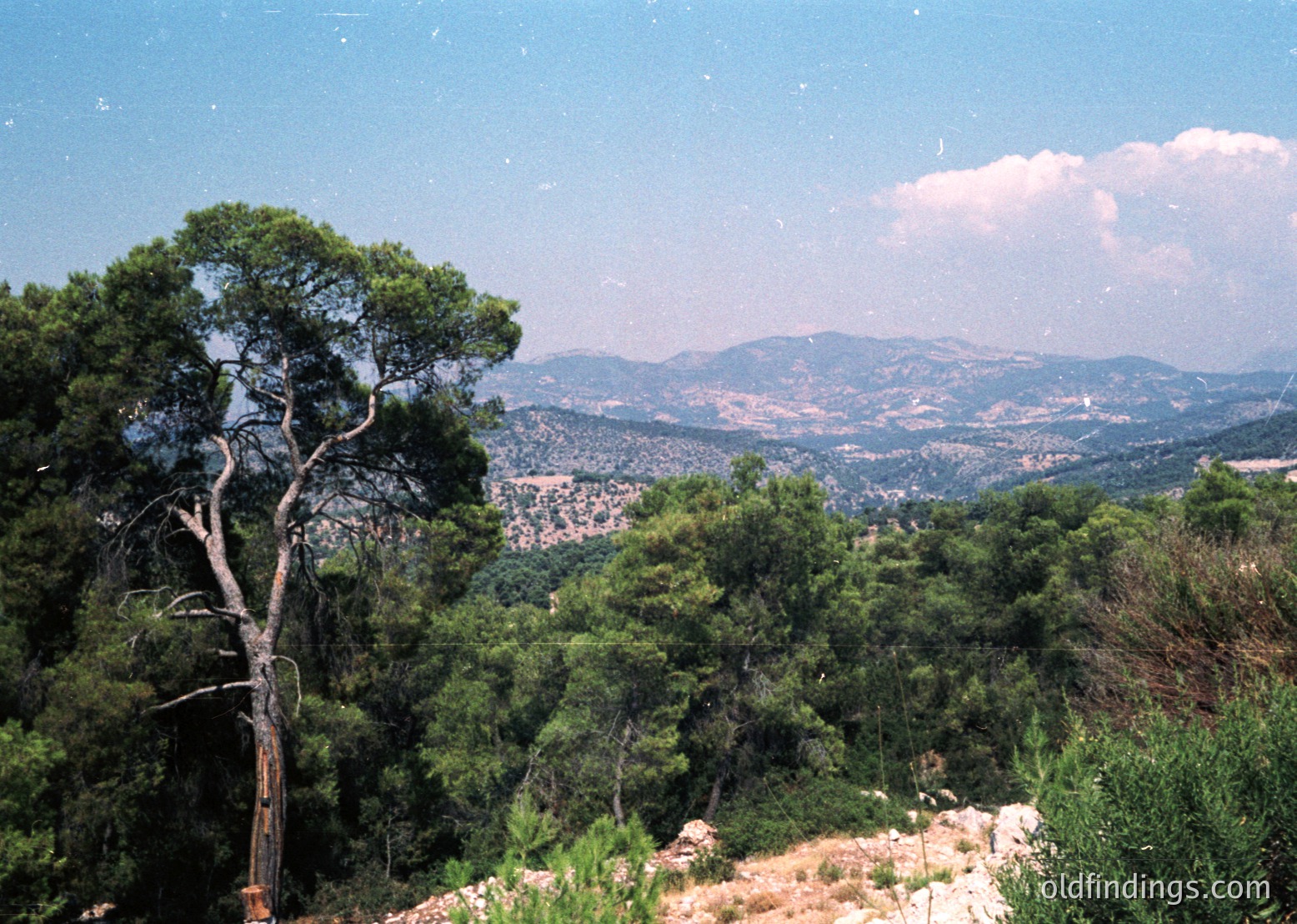 Striking panoramic view of rugged Mediterranean hills under clear skies, with sparse pine trees framing the foreground. Rolling terrain transitions to distant urban sprawl, suggesting coastal proximity. Likely captured in summer due to bright lighting and dry vegetation.