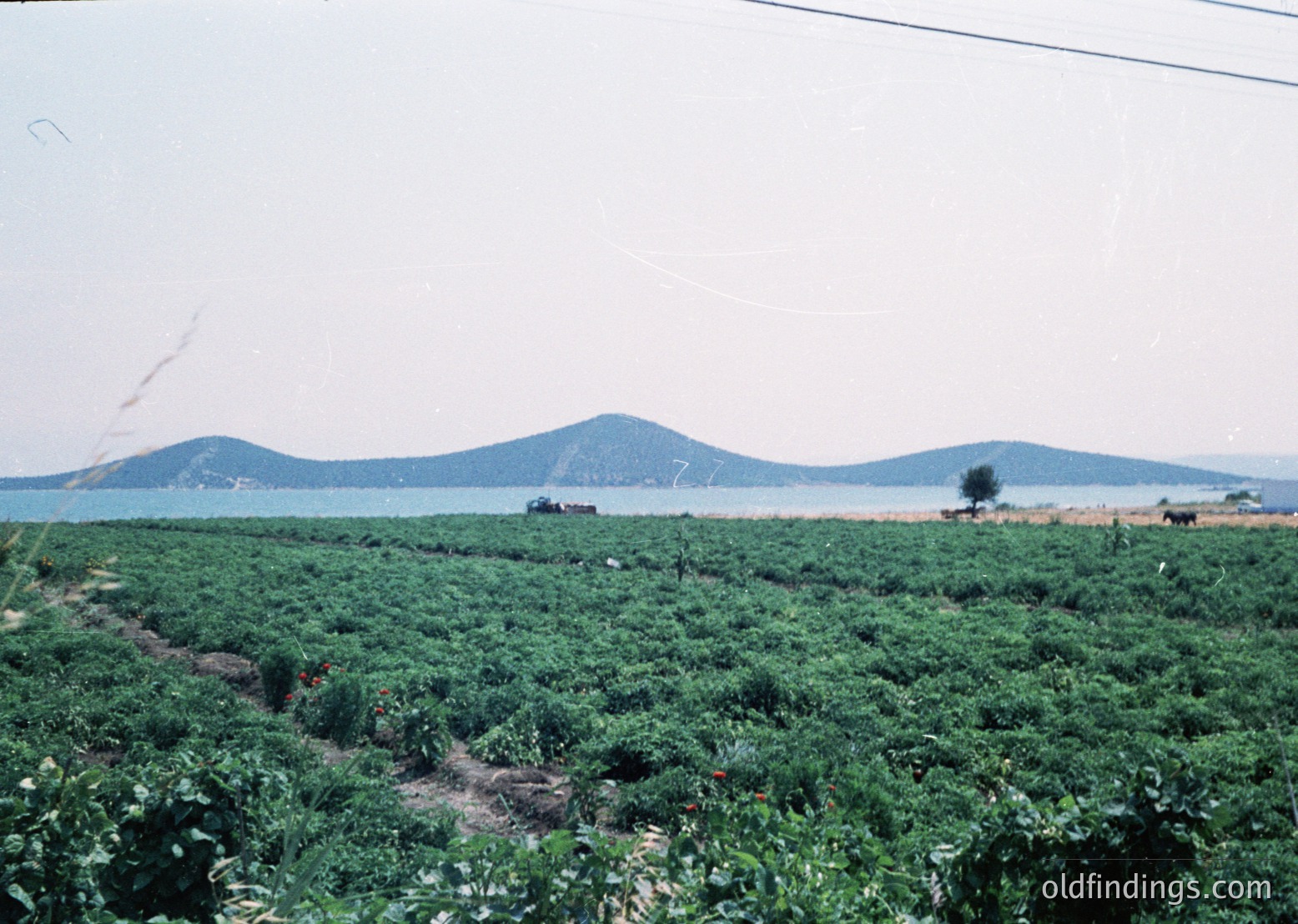 Vintage agricultural landscape with lush green fields under hazy skies, likely cotton or tobacco. Distant coastal hills and ocean horizon suggest a subtropical or temperate climate. Mid-20th century farming equipment visible, indicating mechanized but not fully industrialized agriculture. Potential location: southeastern U.S. or Mediterranean region.