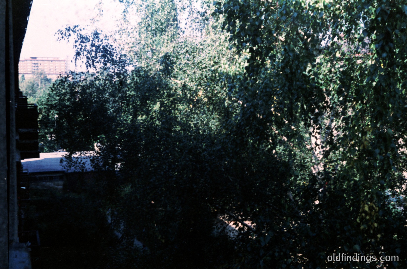 Vintage urban greenery shot through a window frame, showcasing dense foliage with dappled sunlight. Concrete ledge and brick wall visible in foreground, suggesting mid-20th century residential architecture. Distant industrial chimney hints at post-war urban development.