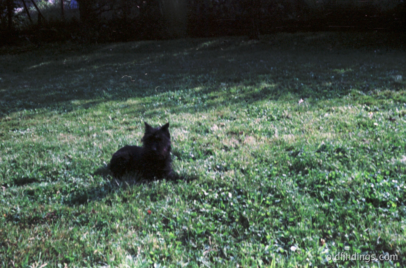 Black cat resting on well-manicured grass under dappled sunlight, with blurred asphalt path and tree shadows. Soft focus enhances serene, candid atmosphere. Ideal for lifestyle or pet content.