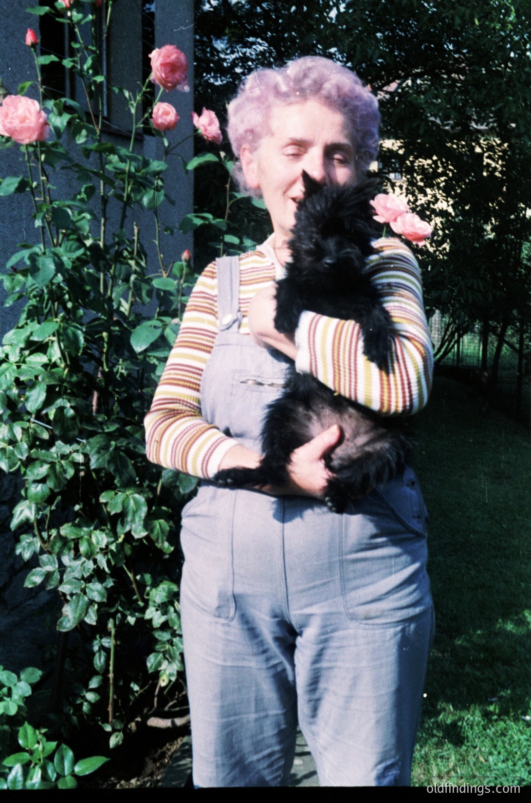 Mid-20th century portrait of an elderly woman holding a black cat amidst blooming pink roses. She wears striped overalls and a patterned sweater. Likely 1960s-1970s domestic setting.