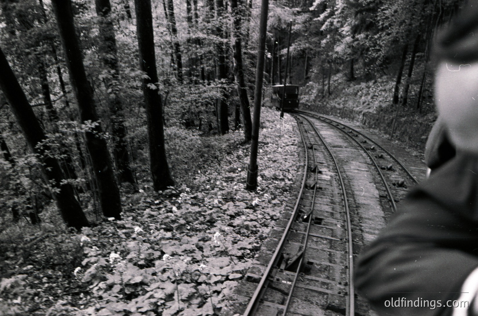 Narrow-gauge mountain railway track winding through dense forest, captured in vintage black-and-white. A vintage train ascends curves ahead, surrounded by tall pine trees. Perspective from beside tracks, with fallen leaves on ground. Likely European alpine region, mid-20th century.