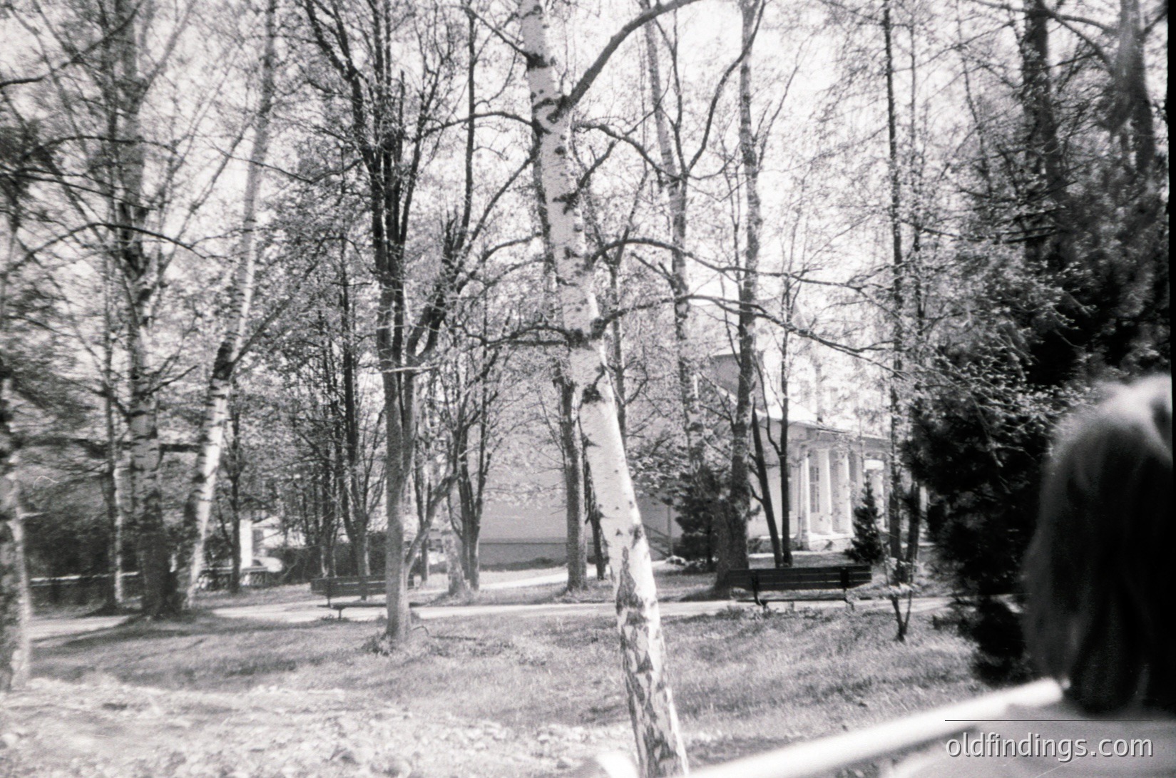 Black-and-white shot of a serene park pathway lined with birch trees, their white bark contrasting sharply. A partial view of a classical building with columns and a flat roof appears in the background. Likely mid-20th century urban park design.