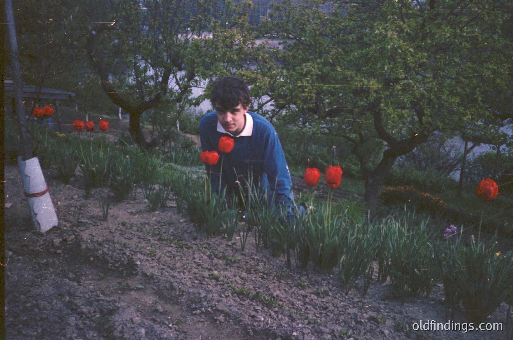 A person in a blue sweater tends to a garden bed of tulips and daffodils, surrounded by lush greenery under mature trees. The scene suggests early spring planting, likely in a residential or park setting. The vintage color tone indicates a mid-20th-century photo. [Mid-century gardening scene with tulips and daffodils in a lush garden bed, likely 1950s-1960s. ]