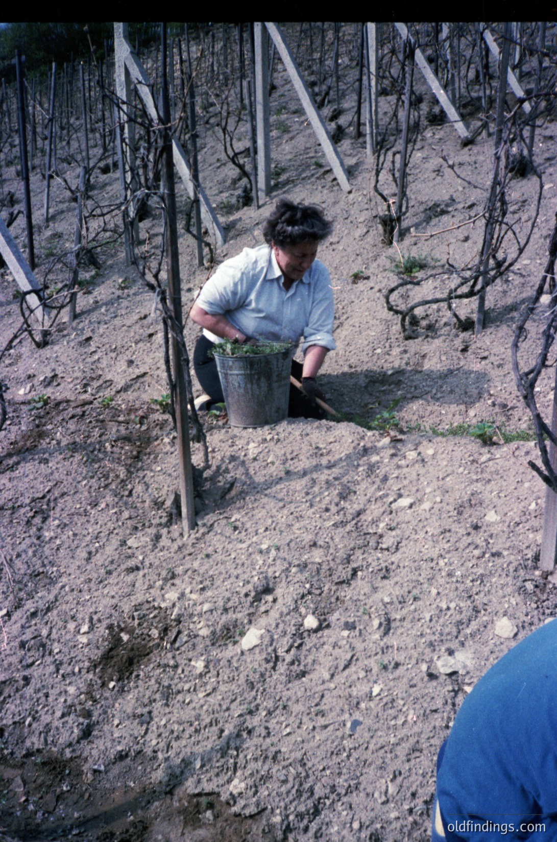 Vineyard worker in mid-gesture, filling a bucket from a hole in the soil among pruned grapevines. Mid-20th century agricultural practice, likely Mediterranean or temperate climate.
