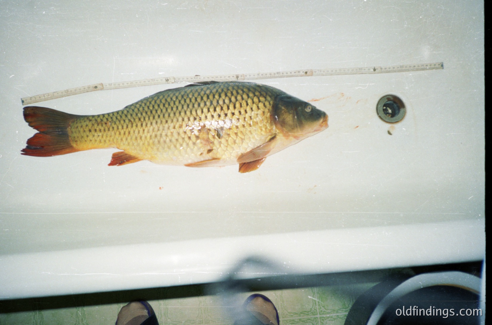 Large carp (~30cm) displayed horizontally beside a transparent ruler for scale, likely post-catch. Blurry vintage aesthetic suggests analog photography. Ideal for fishing, wildlife, or culinary research.