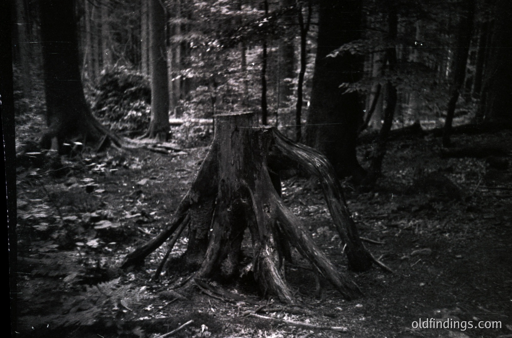 Vintage black-and-white forest scene featuring a fallen tree stump with exposed roots in a dense woodland. Sunlight filters through canopy, creating dramatic light/dark contrast. Likely mid-20th century due to grainy texture and monochrome style.