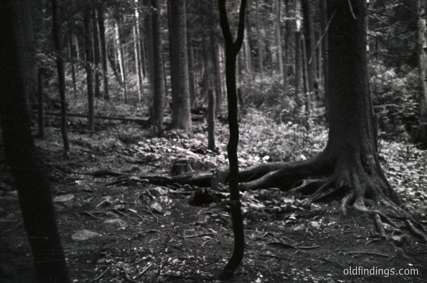 Dense forest floor with fallen logs, moss, and scattered debris under towering trees. High-contrast black-and-white composition evokes mid-20th century nature photography.