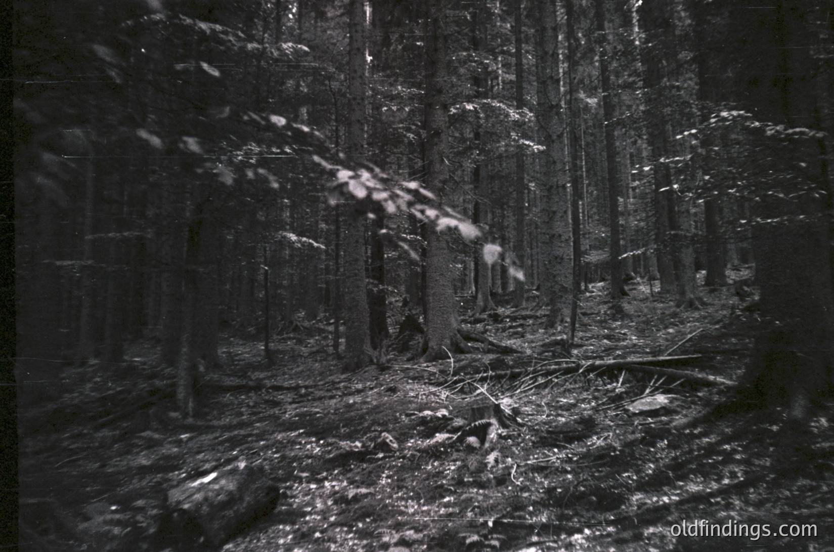 Dense forest floor with fallen branches and snowflakes in motion, captured in high-contrast black-and-white. Tall, closely spaced trees create a canopy effect, emphasizing depth and isolation. Likely a temperate climate forest, possibly or .