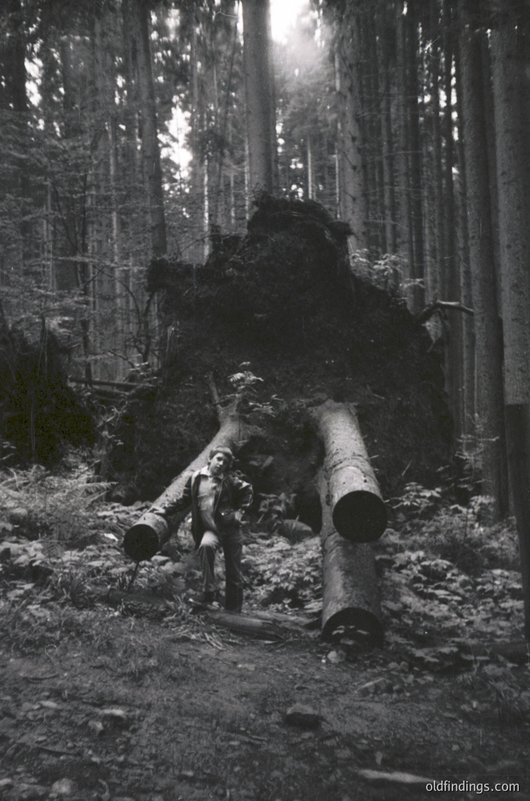 Black-and-white forest scene featuring fallen timber logs arranged in a rough "X" formation, likely for transport or processing. Dense coniferous trees frame the composition, with sunlight filtering through branches. Mid-20th century logging operation, possibly or .