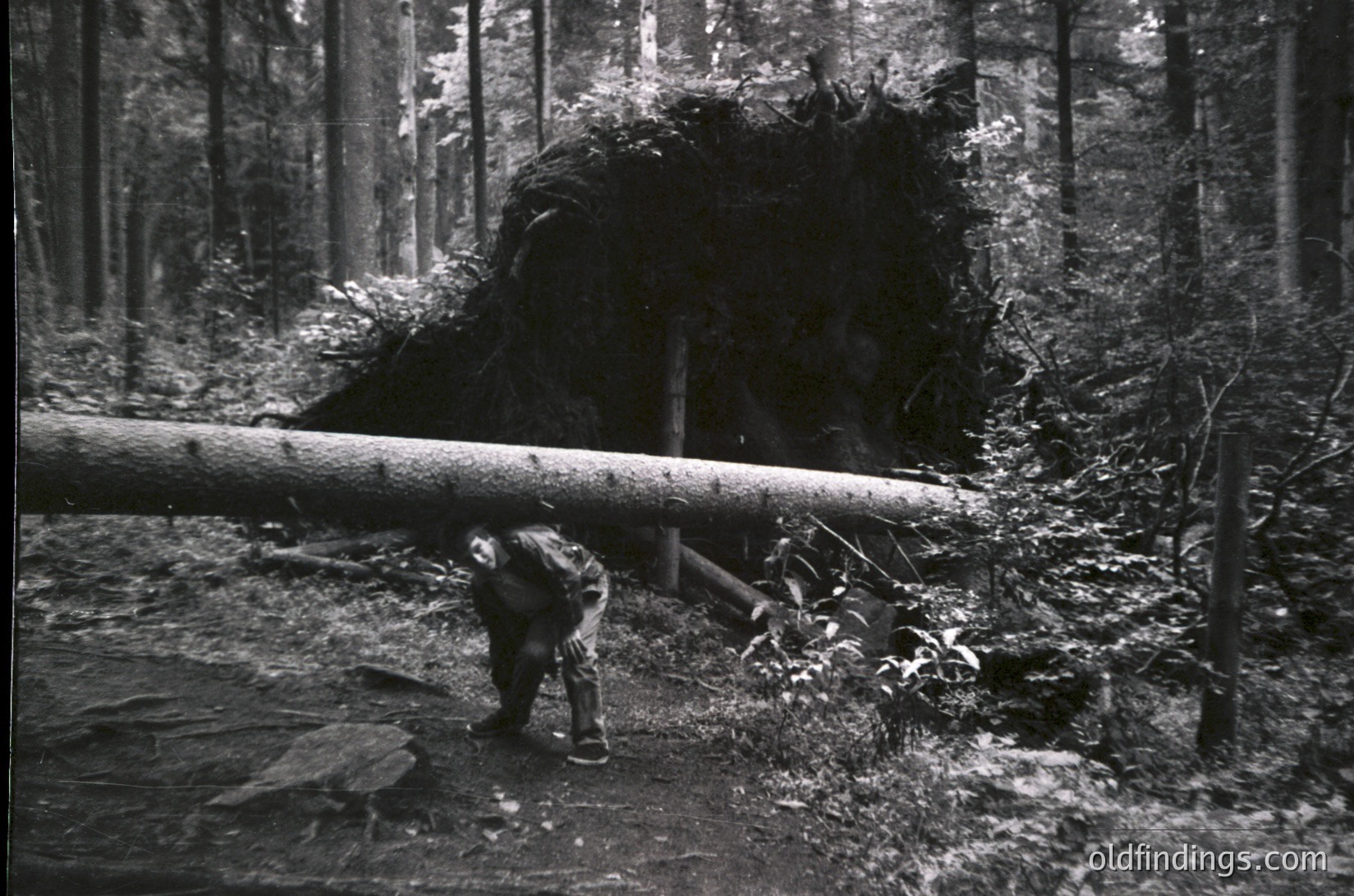 A lone logger pushes a massive felled tree trunk through a dense forest path, surrounded by towering pines. Mid-20th century logging scene, likely . Evokes industrial heritage and wilderness work.