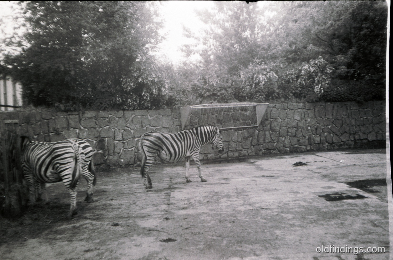 Two zebras in an enclosed stone-walled area, likely a zoo or wildlife park, mid-20th century. Concrete ground with a feeding trough elevated on metal supports. Dense greenery and trees in background.