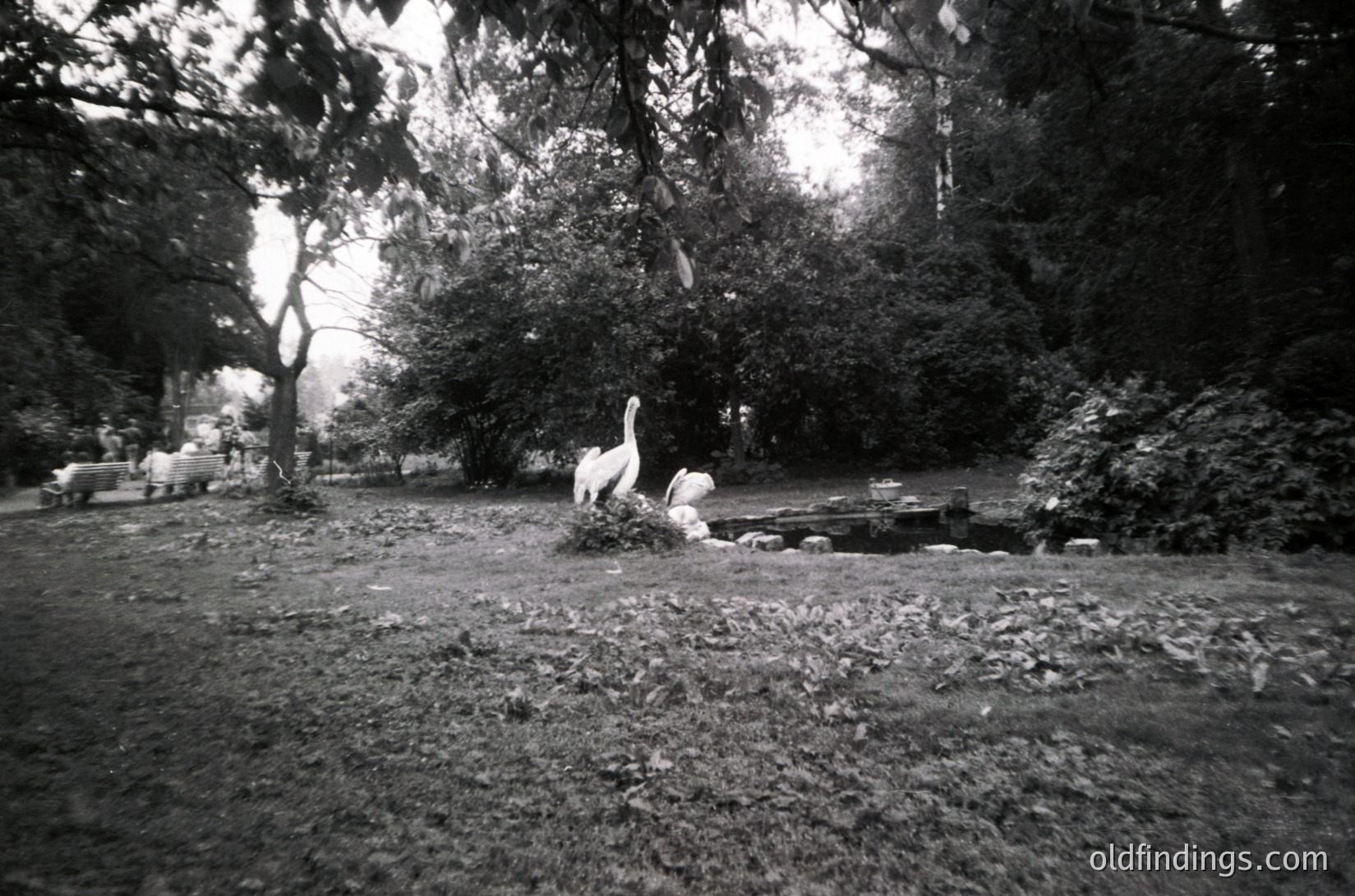 Black-and-white park scene featuring two white swans on a rocky, shallow pond surrounded by dense foliage. Path and distant figures suggest public access. Likely mid-20th century due to monochrome and styling. Ideal for nature, wildlife, and historical stock imagery.