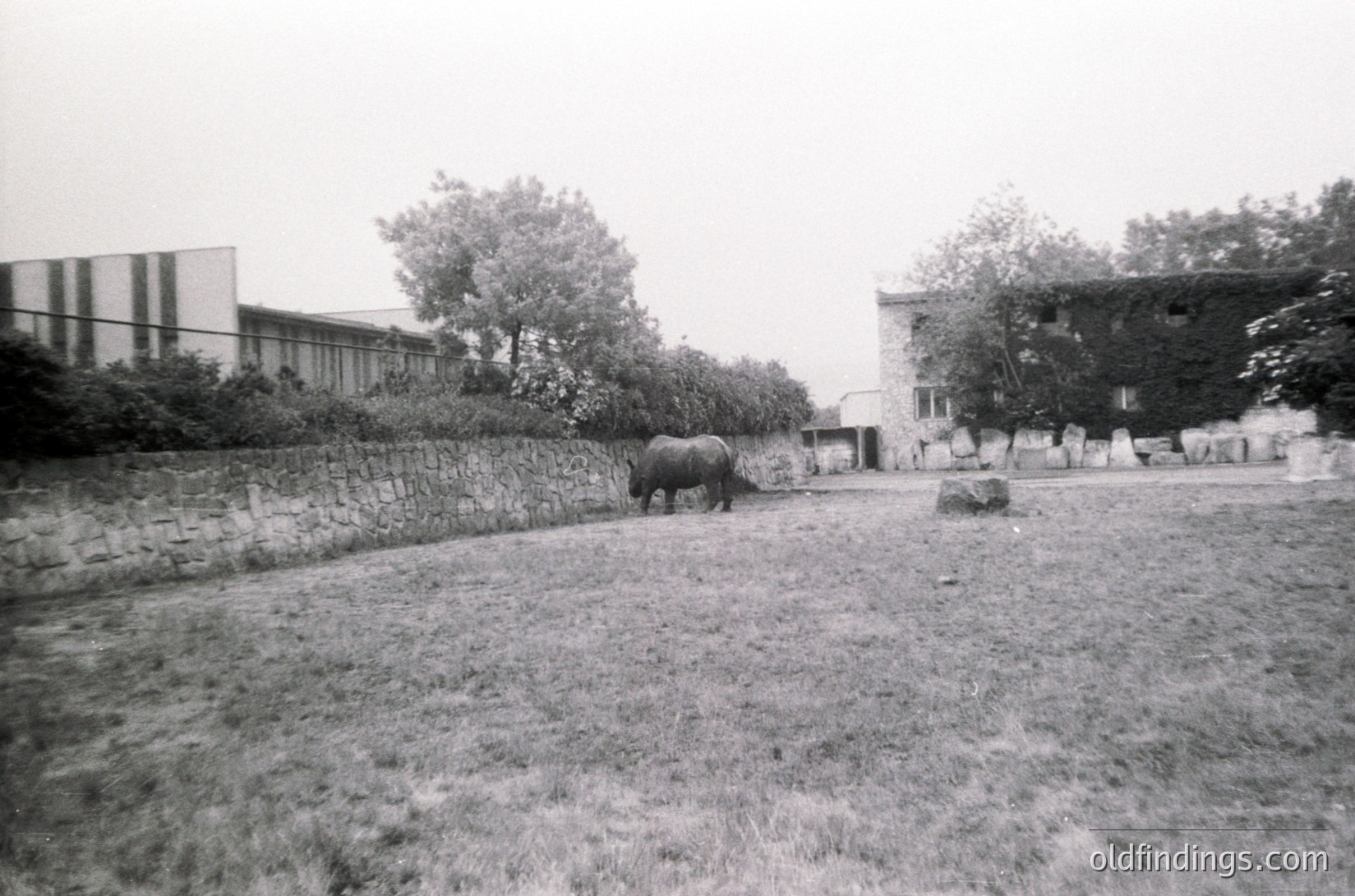 A lone rhinoceros stands in an enclosed grassy area bordered by a low stone wall. Mid-20th century institutional buildings flank the scene, suggesting a zoo or wildlife reserve. The monochrome tone and architectural style hint at or .