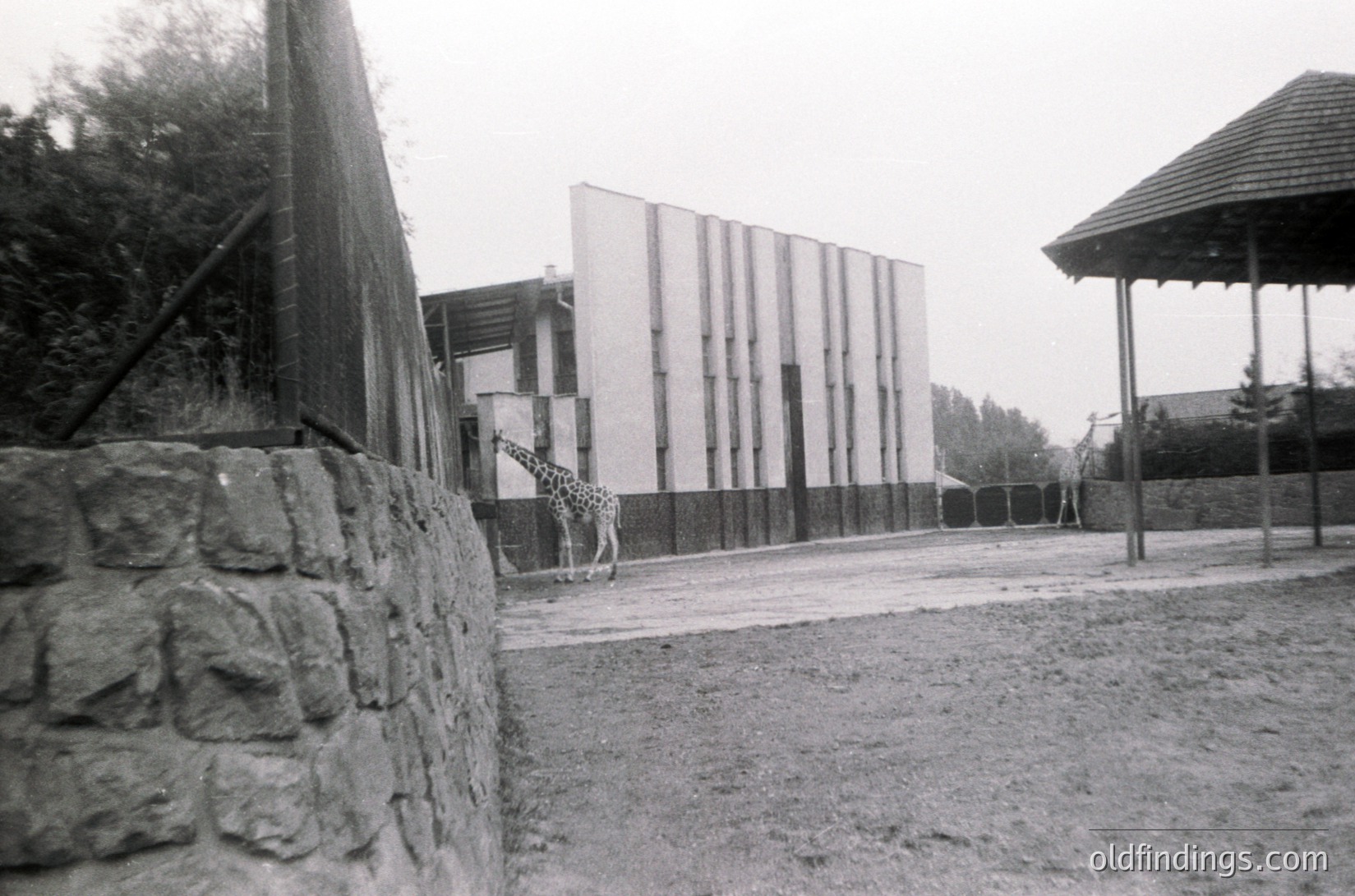 Mid-century modern zoo enclosure featuring a giraffe near vertical-striped concrete walls. Stone retaining wall and wooden shelter visible. Likely 1950s–1970s architecture.