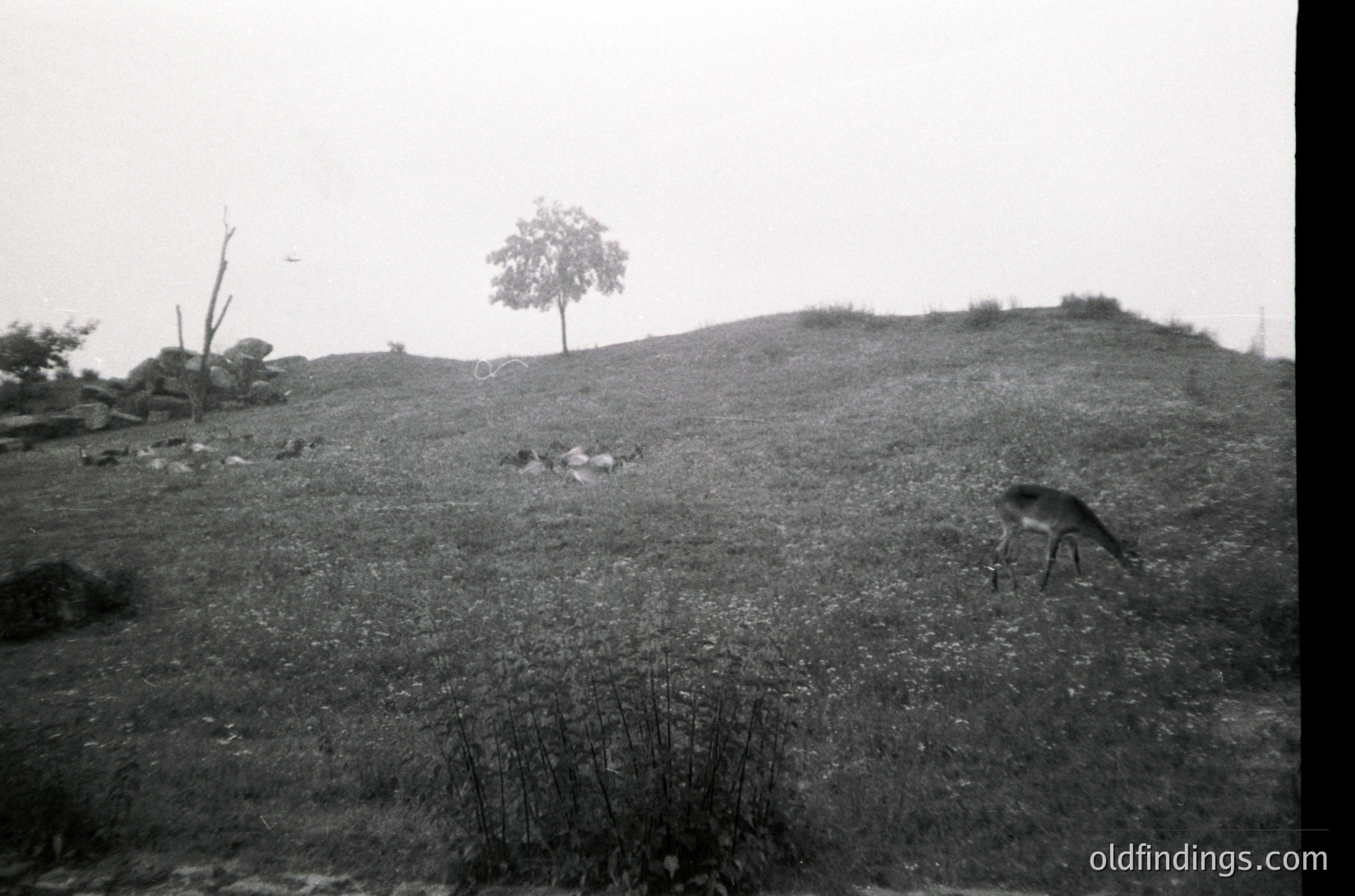 Vintage black-and-white photo of a solitary deer grazing on a grassy hillside. Single tree stands isolated on a slight elevation, with scattered brush and sparse vegetation. Overcast sky enhances moody, timeless atmosphere. Likely mid-20th century wildlife or pastoral scene.