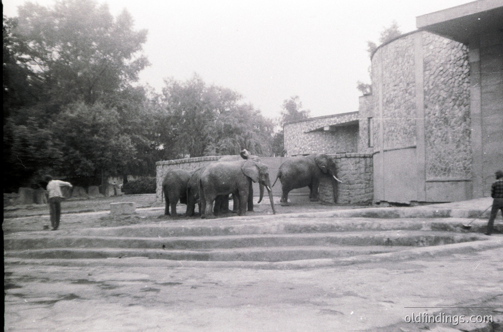 Three elephants in chains stand on a paved path beside a stone wall and cylindrical brick structure, likely a zoo or sanctuary. A lone figure in light clothing walks left. Mid-20th century urban setting with greenery in background.