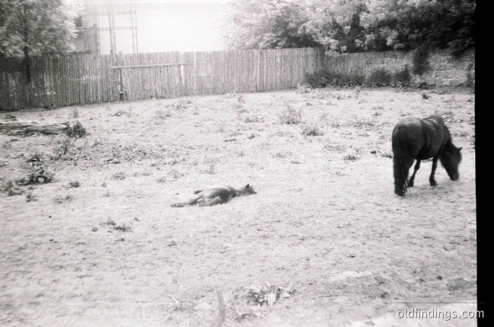 Black-and-white rural scene showing a horse grazing in a snow-covered field. Another horse lies on its side in the foreground, possibly deceased. Wooden fence and trees frame the background, suggesting a farm or rural property. Likely late winter/early spring setting.