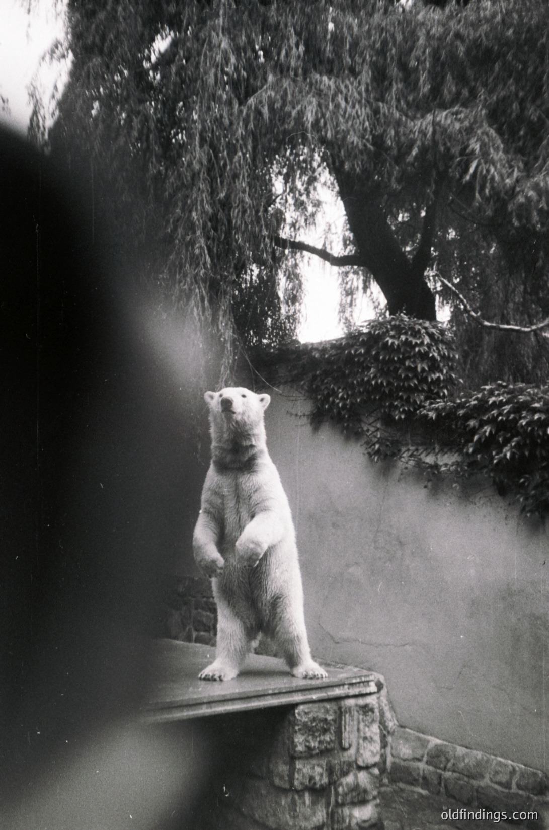Black-and-white photo of a polar bear perched on a stone ledge in an indoor enclosure, framed by dense foliage and sunlight streaming through. Likely a mid-20th century zoo exhibit ( ).