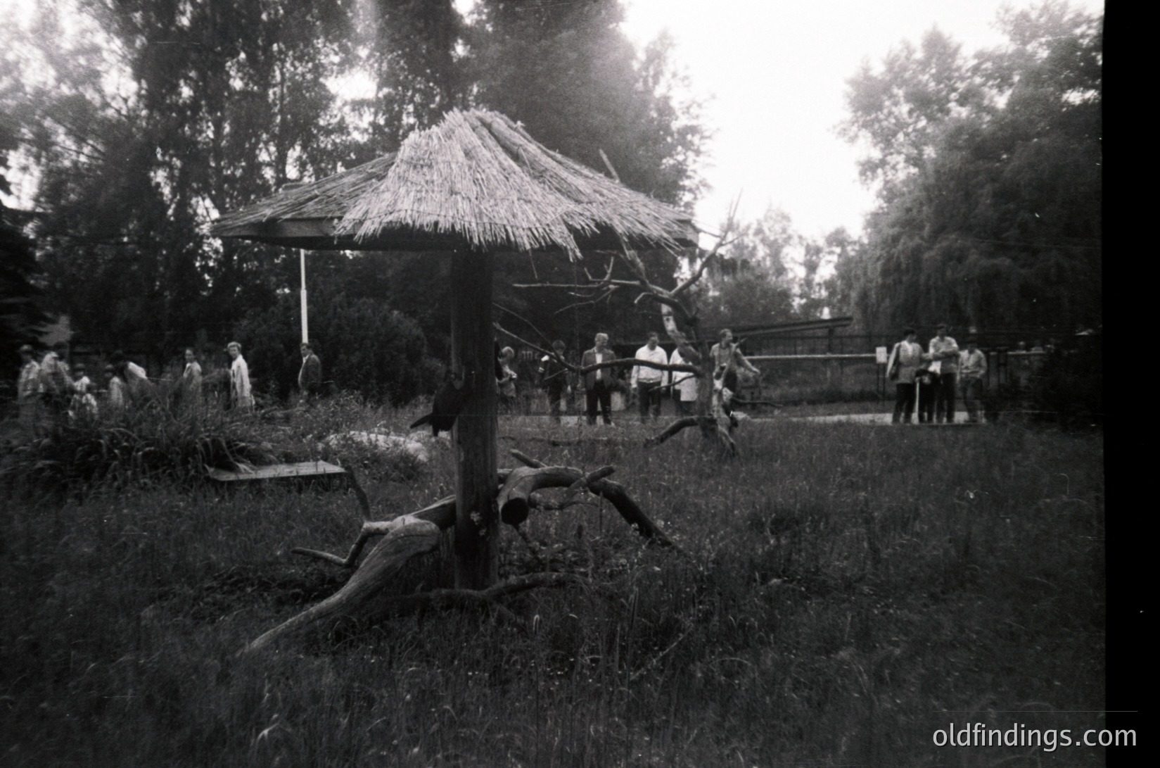 Black-and-white rural scene featuring a thatched-roof shelter in a grassy clearing, surrounded by dense trees. A group of people in casual, mid-20th-century attire gathers around, some standing, others seated on logs. Likely a community gathering or outdoor event, possibly .