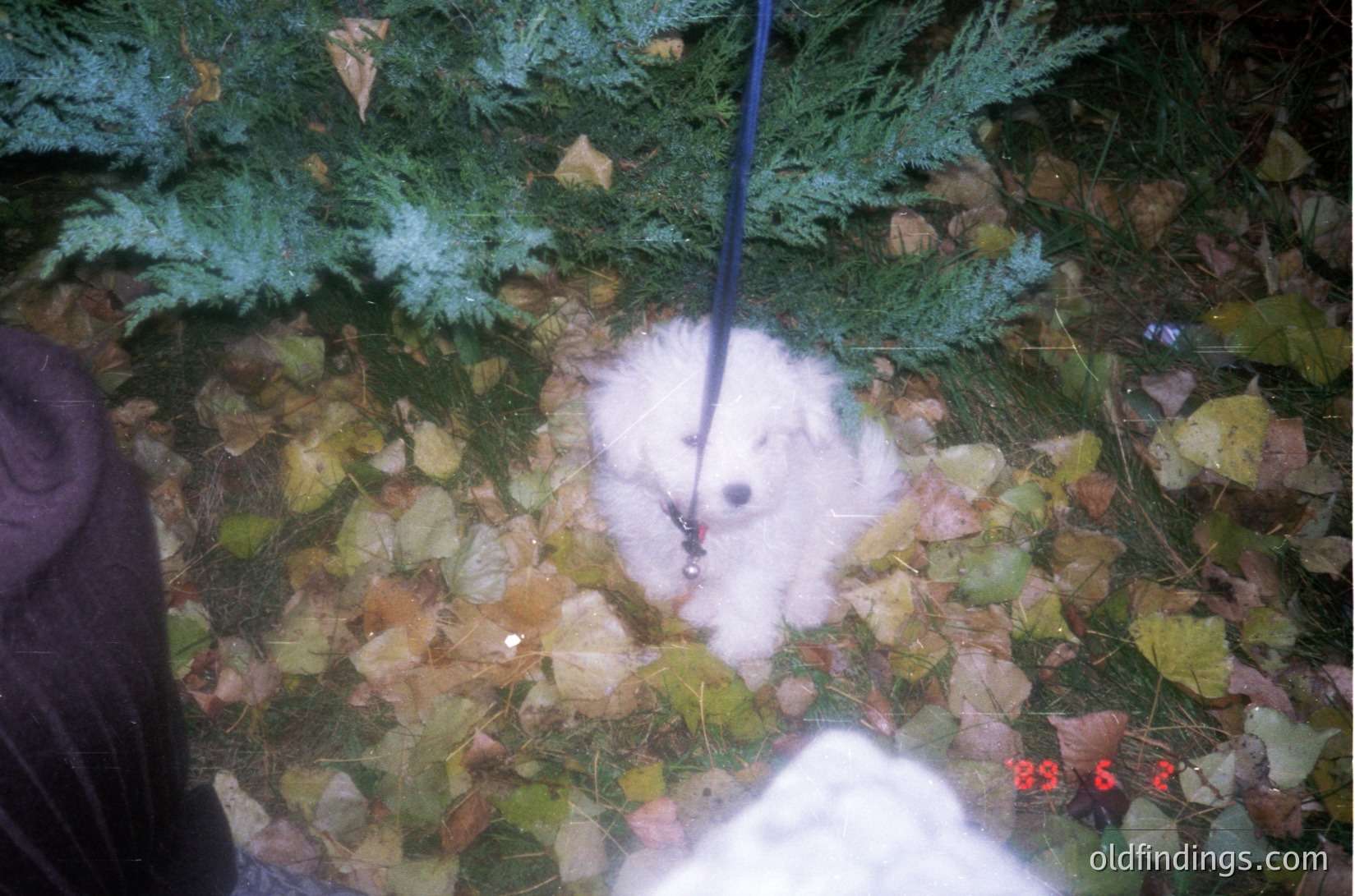 White dog on leash in forested area with autumn foliage under evergreen trees. Date stamp "29.5.2" suggests late May.