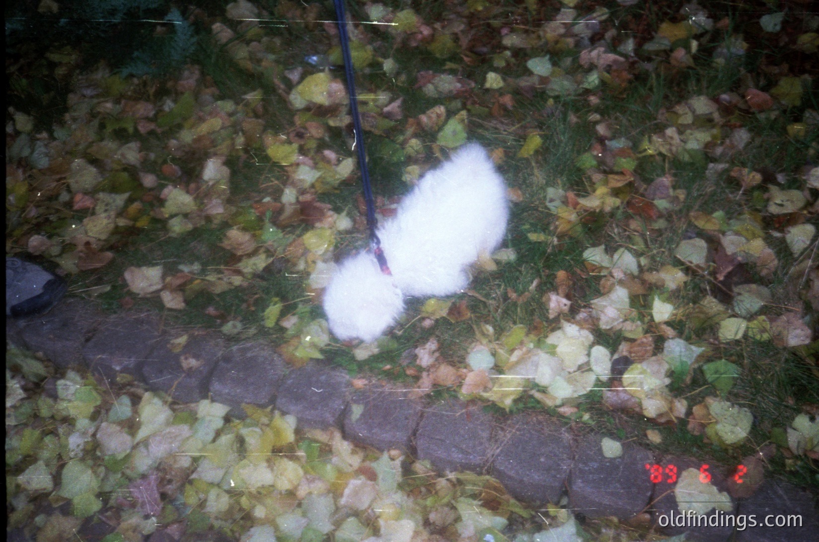 White foam or plastic cast of a footprint in autumn foliage on concrete, likely for forensic or training purposes. Timestamp "83.6.2" suggests potential archival or instructional use.