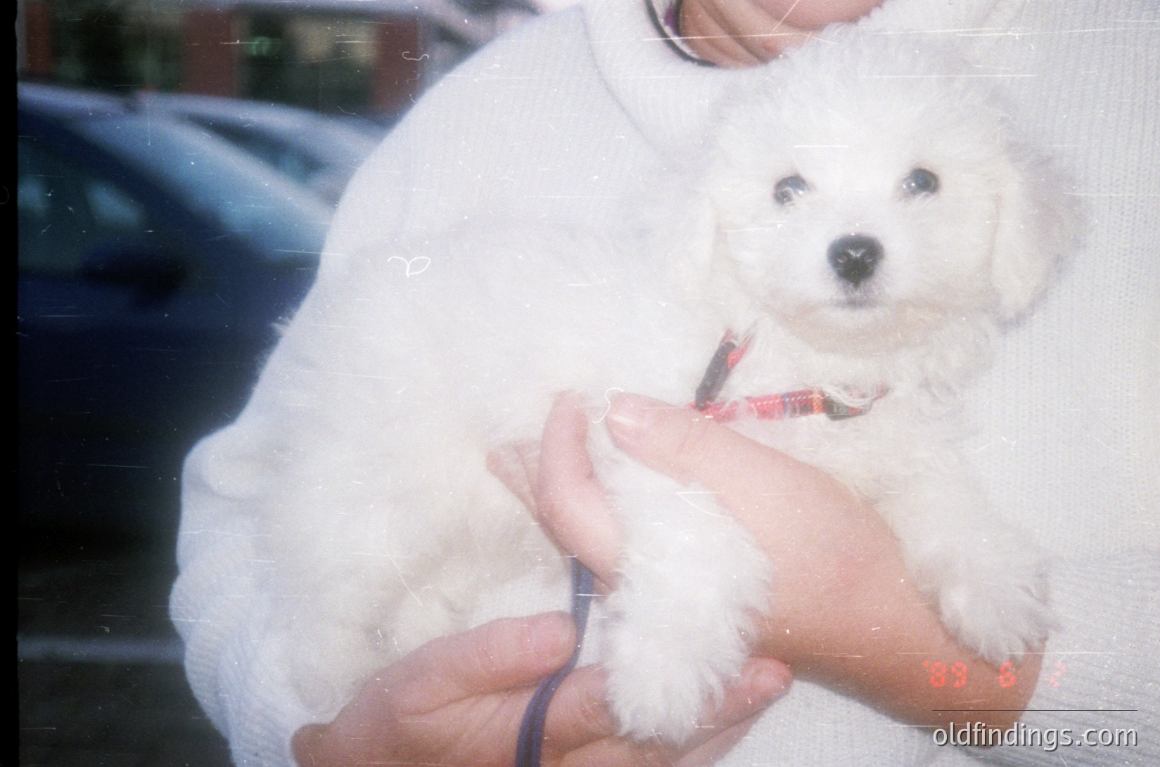 A close-up of a small white puppy, likely a Bichon Frise or similar breed, held gently in a person’s arms. The dog wears a red collar with a tag and leash. Soft, vintage film grain and slight blur enhance the nostalgic feel. Ideal for pet content, vintage photography, or emotional storytelling.