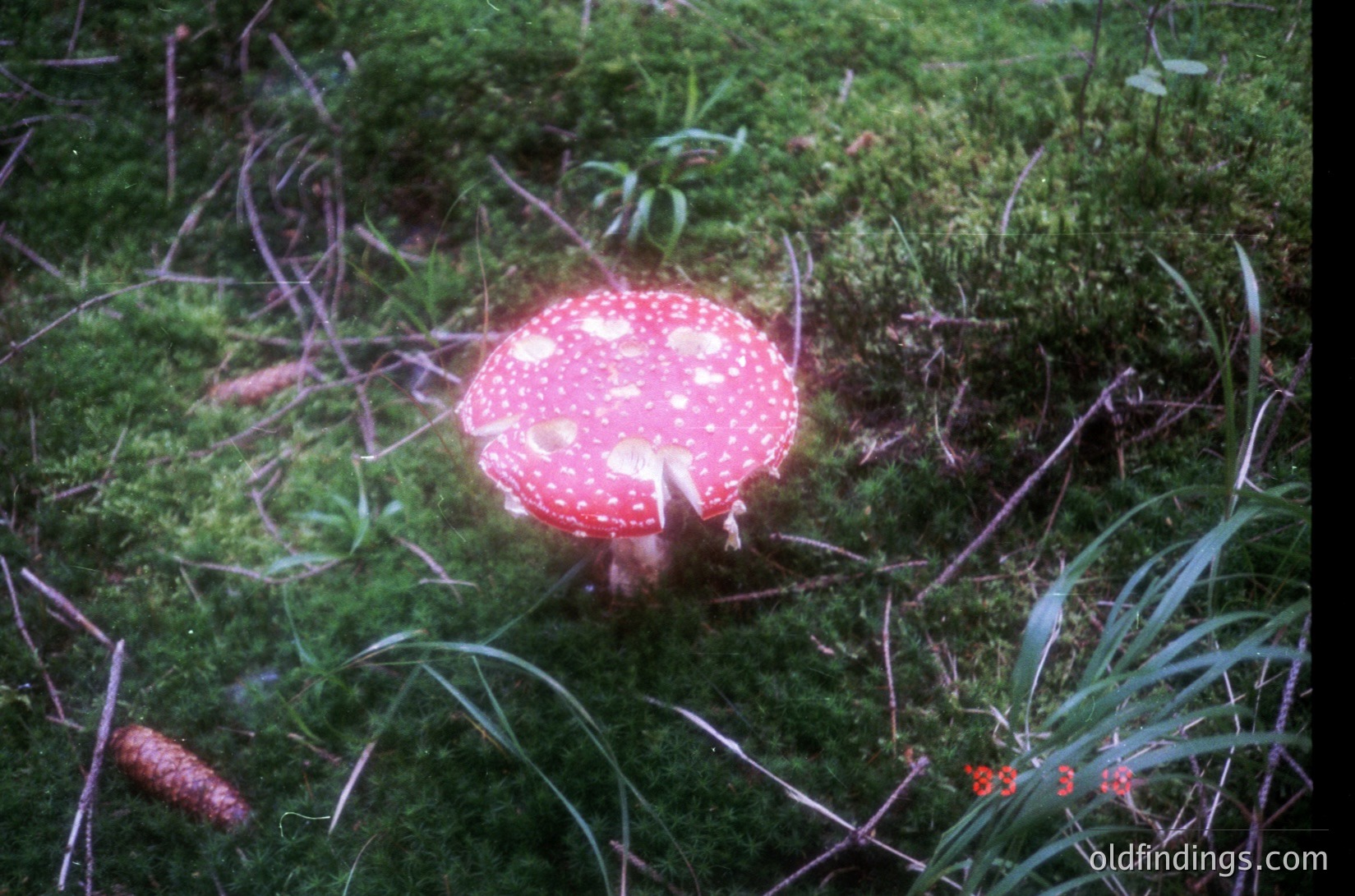 Vibrant red Amanita muscaria mushroom with white spots emerging from mossy forest floor. Close-up shot highlights cap and stem details. Likely captured in a temperate woodland setting.
