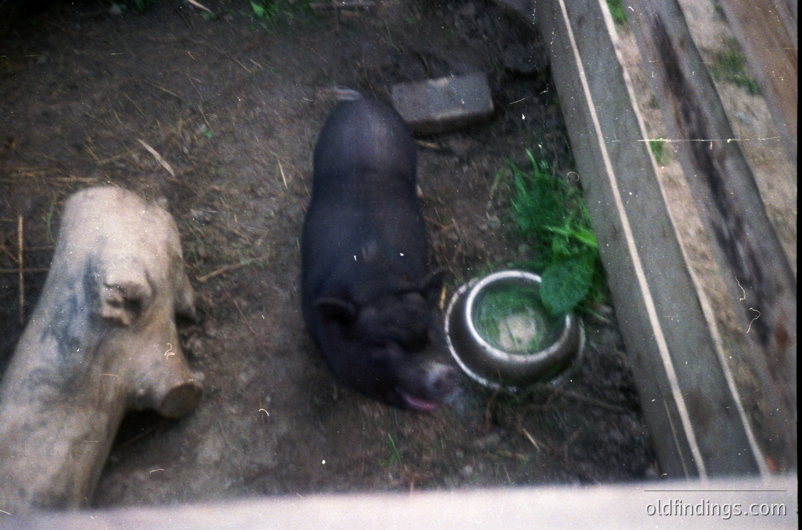 Blurry close-up of two pigs in confined dirt area, one black nursing from a metal bucket. Rustic, low-tech feeding setup suggests rural farming. Likely 20th-century agricultural practice.