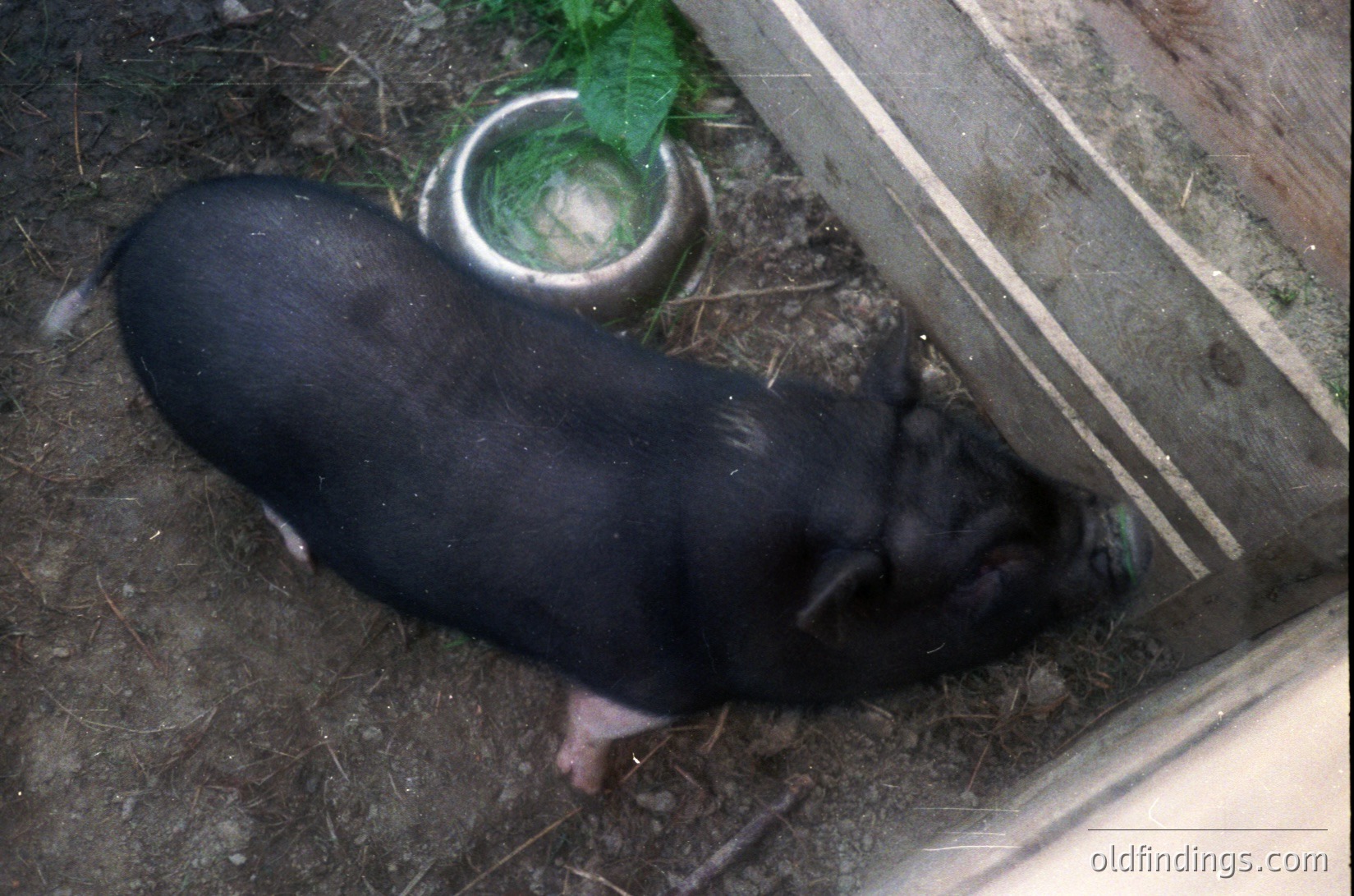 Black piglet resting on a dirt surface near a metal feeding trough and wooden steps, likely in a rural or farm setting. The trough suggests a domestic livestock environment.
