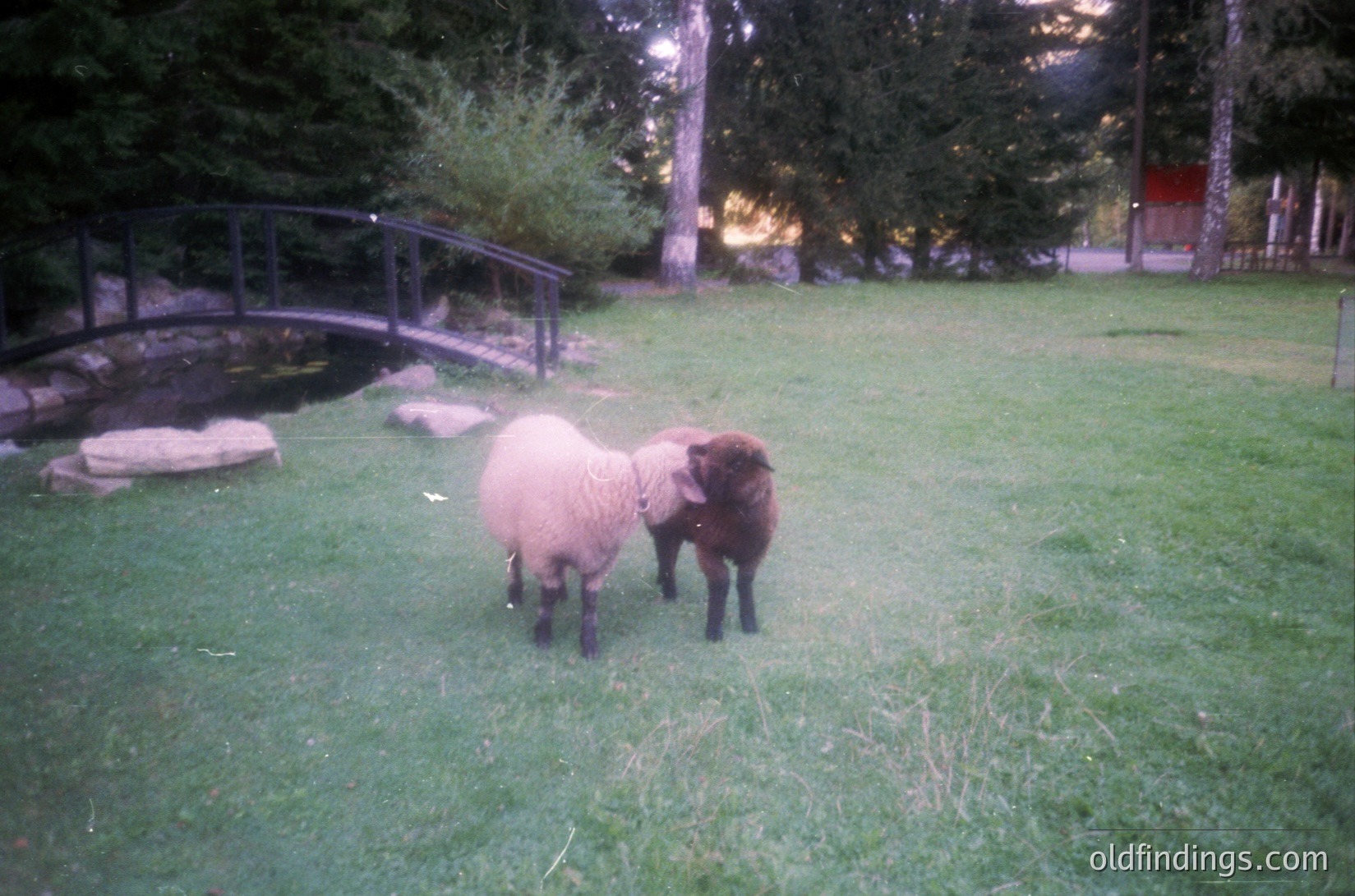 Two sheep grazing in a lush green park setting, with a curved stone bridge and pond in background. Soft lighting suggests early morning or late afternoon.