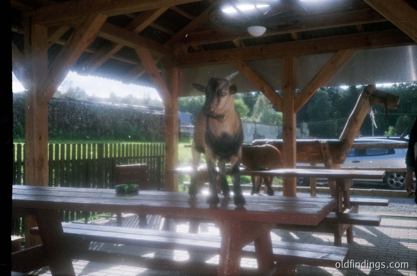 Rustic wooden shelter with a goat standing on a wet picnic table under rain. Reflections on wet surfaces highlight rural charm. *(Note: Time period inferred from lighting/color tone and style; location unspecified.)*