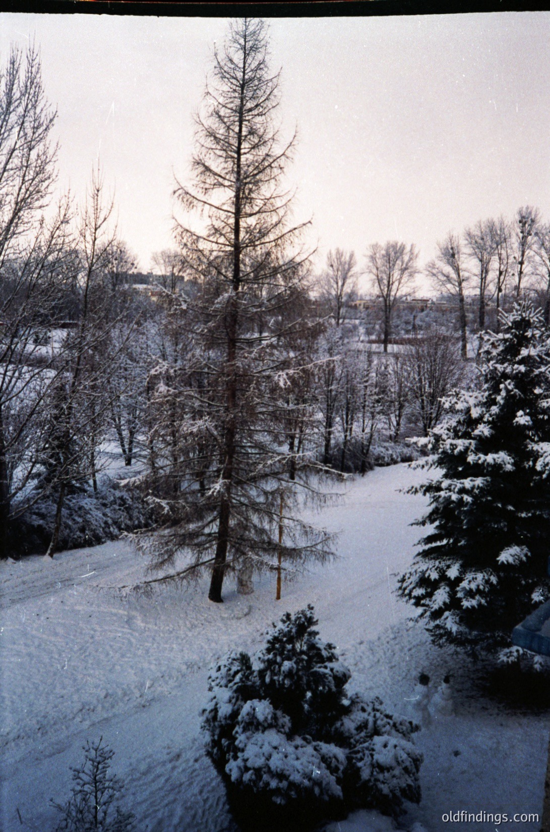 Snow-covered forest path with evergreen and deciduous trees, likely in a temperate climate. Distinctive larch tree (needles shed in winter) dominates center. Overcast sky suggests early 20th-century film grain. Urban buildings faintly visible in background.