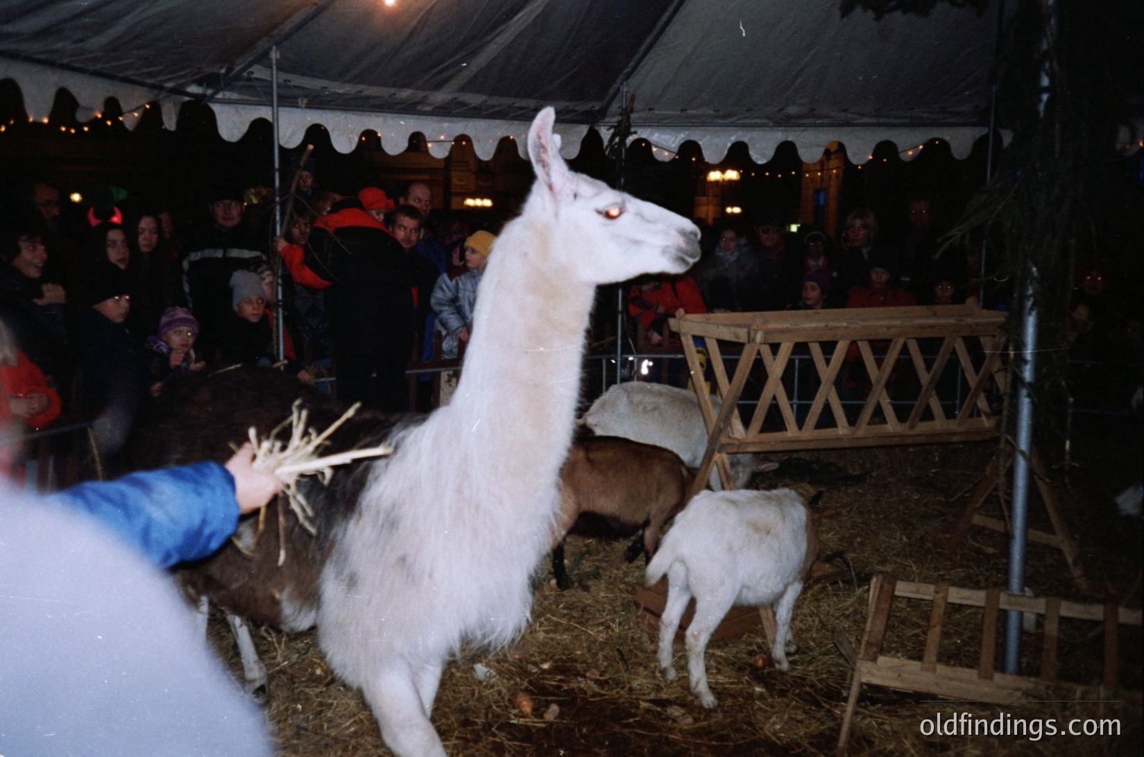 A handler leads a white alpaca under a tented fairground structure, with a young alpaca or llama nursing beside hay-covered pens. Crowds gather in the background, suggesting a public event or festival. The setting appears to be an evening or nighttime outdoor market.