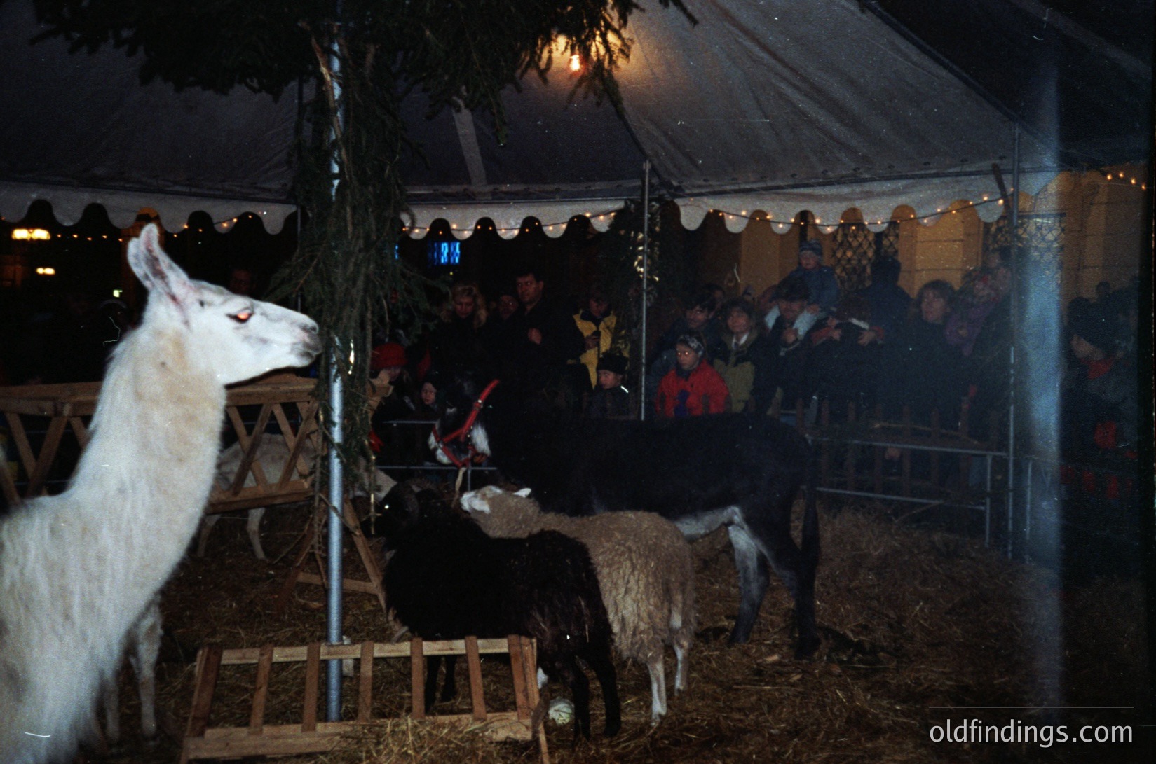 A nighttime rural gathering under a tent showcases a white alpaca and black sheep in an enclosed hay-filled area. Crowded spectators, bundled in winter clothing, observe from behind barriers. Warm string lights and lanterns illuminate the scene, suggesting a festive or community event.