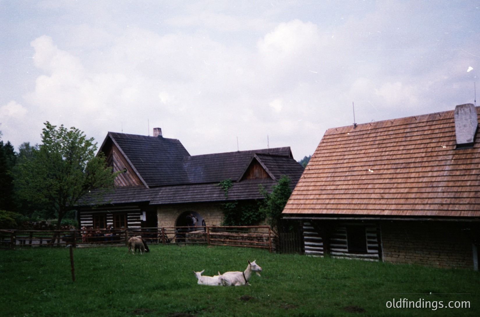 Traditional log farmhouse with gabled roofs and wooden beams, set in a rural landscape. Two cows—one standing near a wooden fence, one lying in the grass—highlight pastoral life. Stone chimneys and a small arched entrance add architectural detail. Likely Eastern European rural setting, mid-20th century.