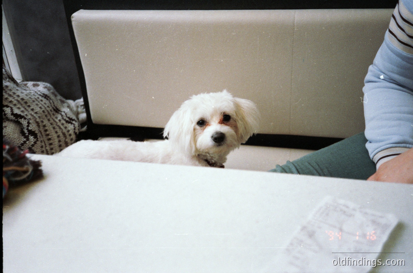 Cute small white fluffy dog peeking from under a laptop on a bed, surrounded by a striped sweater and scattered papers. Cozy indoor setting with soft lighting.