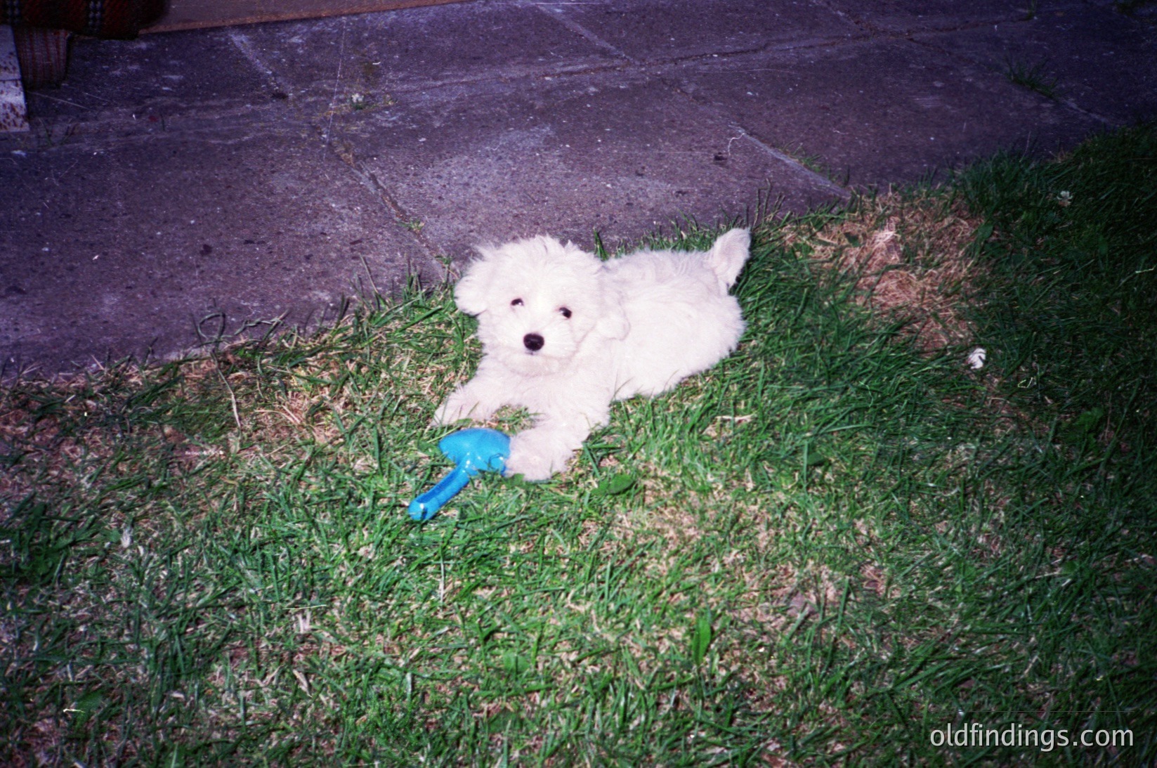 Fluffy white puppy lying on patchy grass, holding a blue frisbee. Soft focus suggests candid, everyday moment. Ideal for pet lifestyle or nostalgic stock imagery.