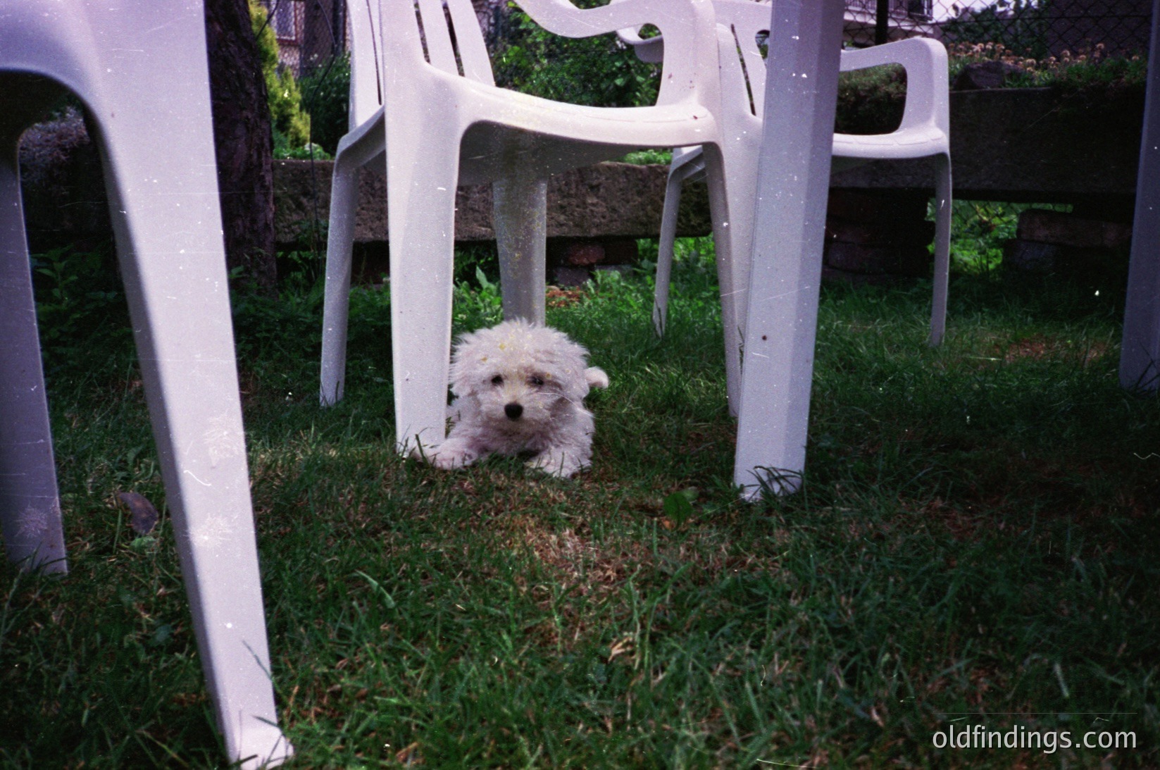 Curious small white fluffy dog peeking from under white plastic chairs in a grassy backyard. Classic mid-century plastic furniture design. Likely 1970s–1990s suburban setting.